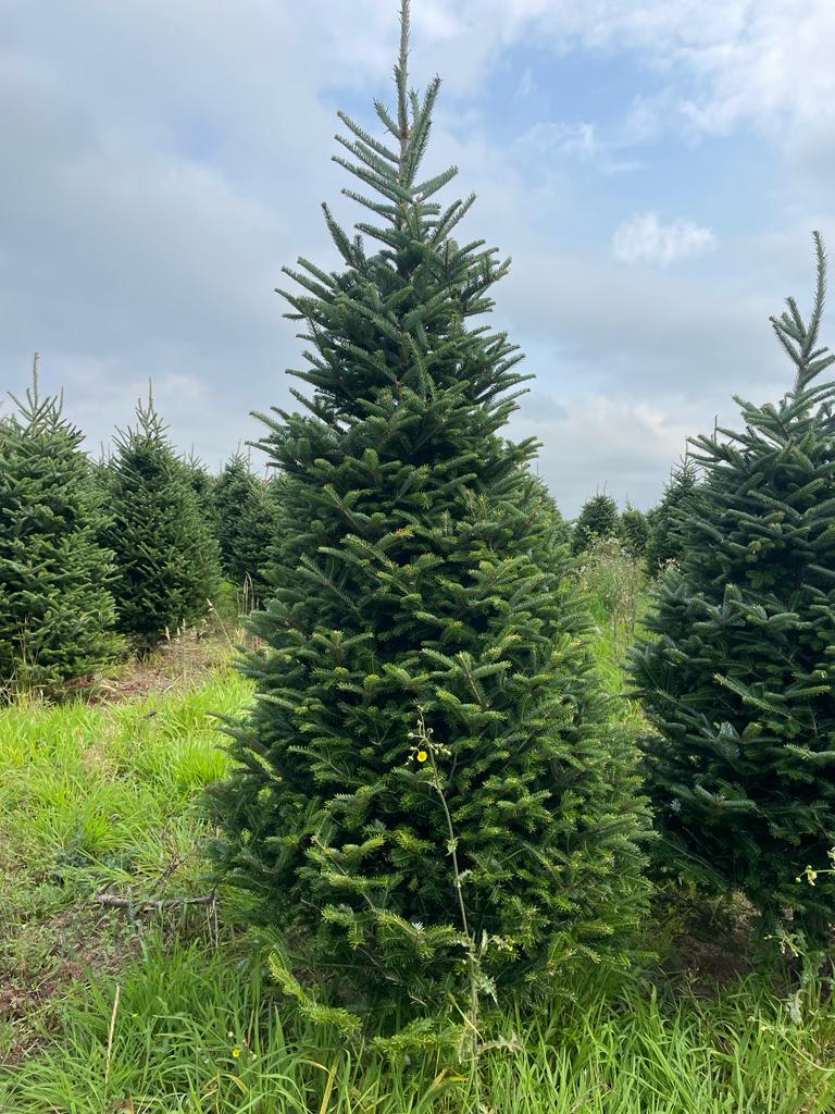 Buy a 9 foot Christmas Tree online in Scotland for UK delivery, click here for prices