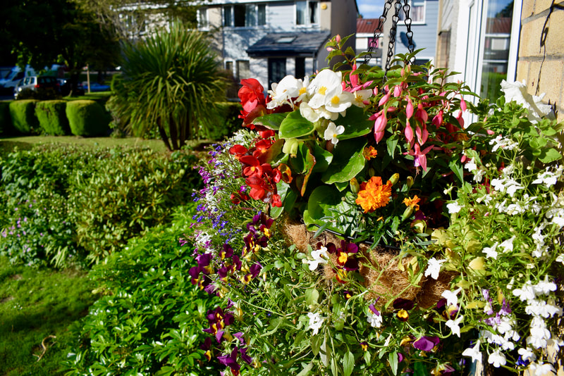 Buy pre-planted hanging baskets online for UK delivery, click here