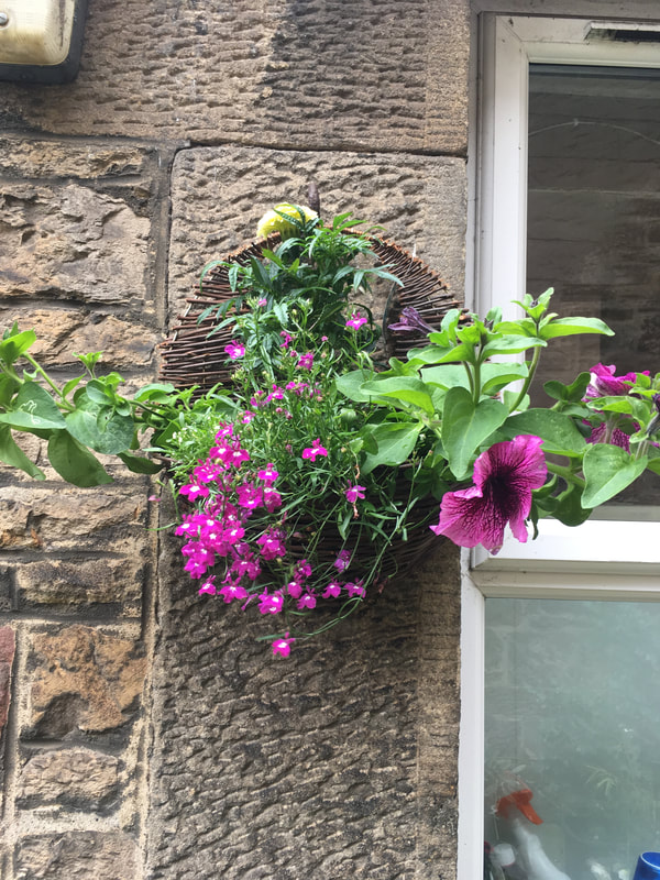 Buy hanging wall baskets online from JDS Gardening
