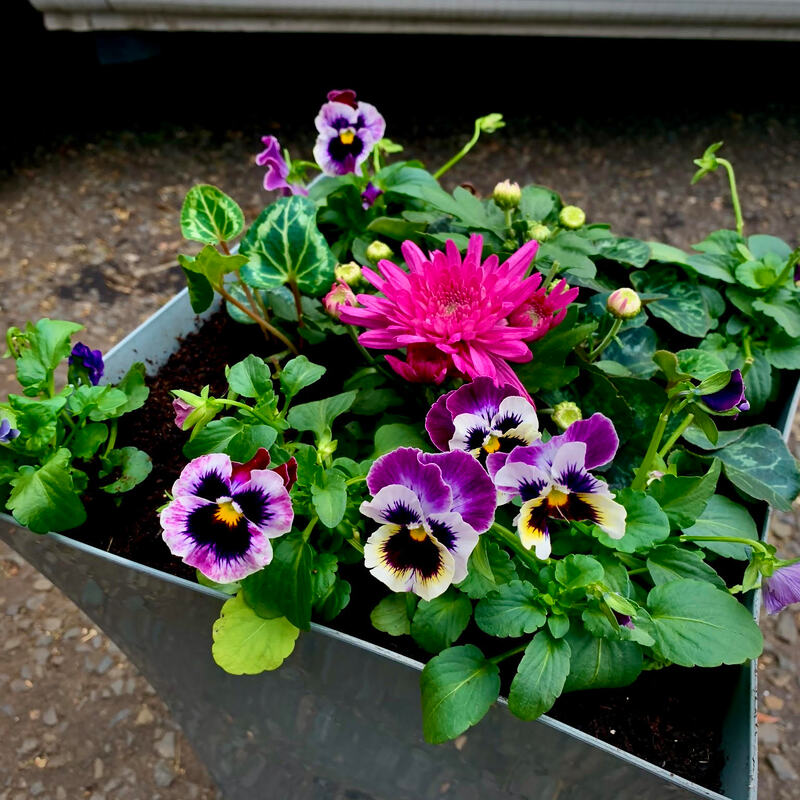 Buy pre-planted winter flowering flared planters online for UK Delivery, click here