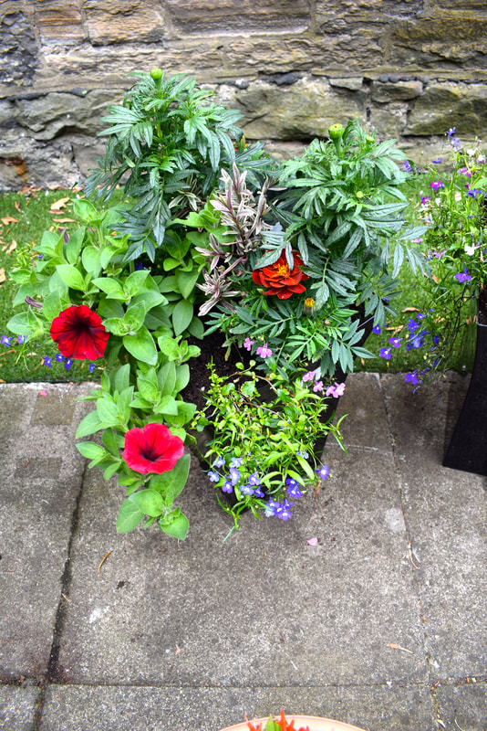 Tall flared garden ready planters for sale online, click here and order delivery