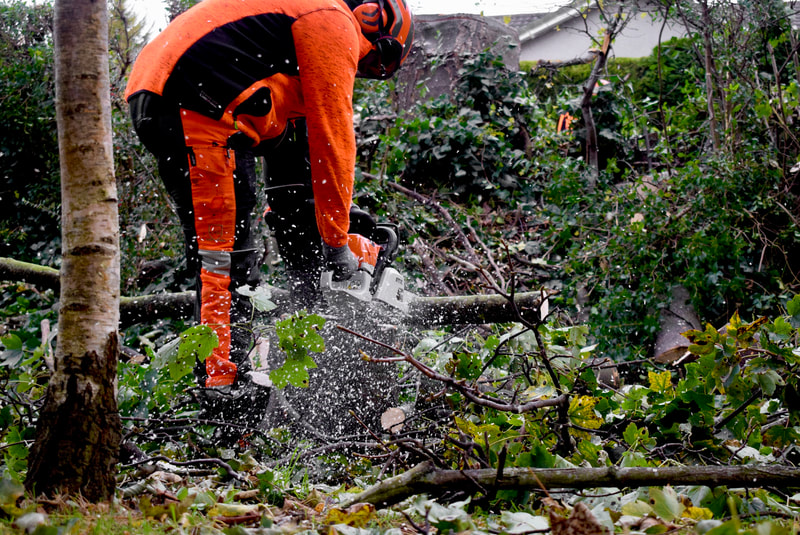 Sycamore tree removal services in Edinburgh by JDS Gardening, click here.