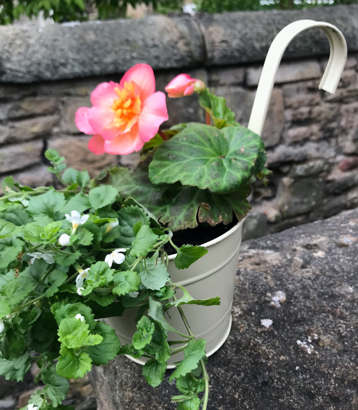 Garden ready hooked hanging planter delivery in Edinburgh, click here