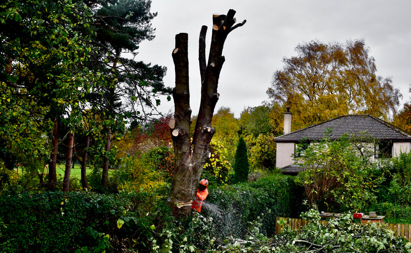Removal of a sycamore large tree from a garden in Edinburgh by JDS Gardening