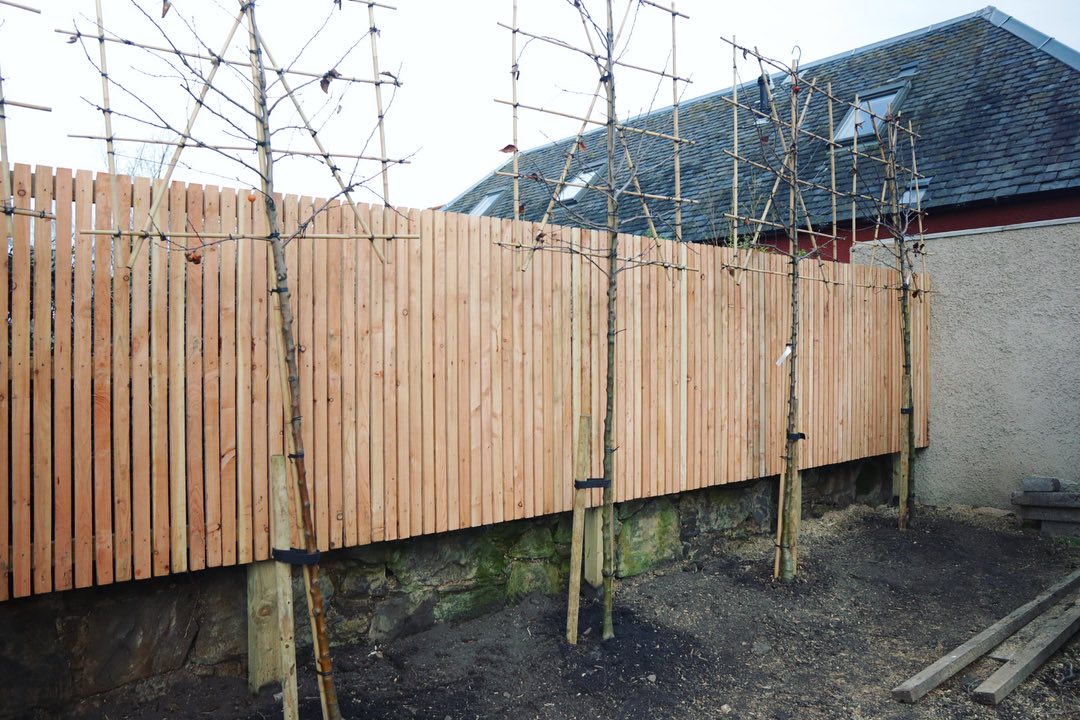 Pleached tree installation in Musselburgh, East Lothian by JDS Gardening Services, click here for a pleached tree installation quote in the Musselburgh area
