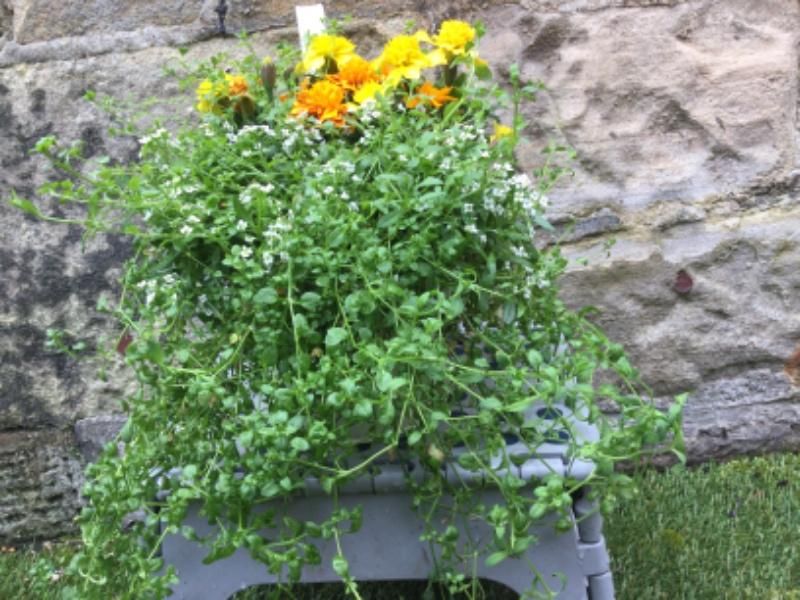 Ready Planted Planters for sale online by JDS Gardening