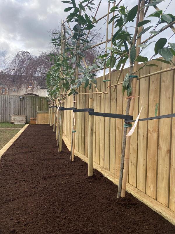 Pleached trees installation in Edinburgh by JDS Gardening Services, click here for a quote