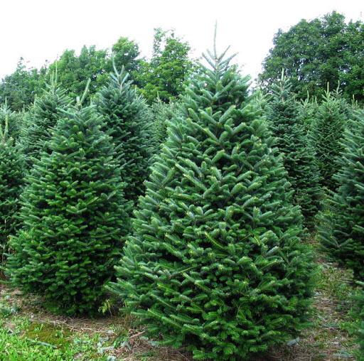 Real Christmas Tree Delivery Online Edinburgh