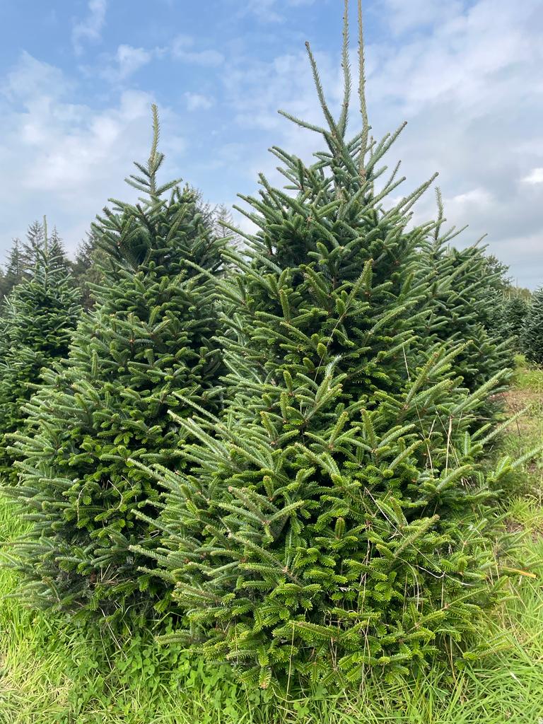 Order a Fraser Fir Christmas Tree online for delivery in Scotland