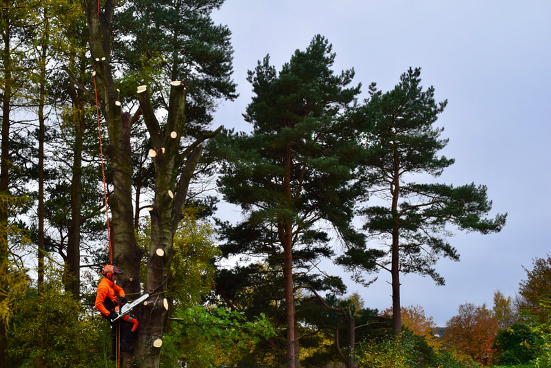 Edinburgh tree removal services by JDS Gardening, click here.