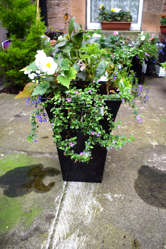pre planted garden ready planters, click here and order delivery