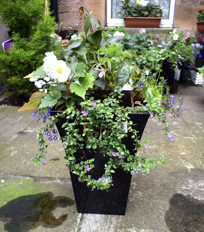 Buy ready filled flared garden planters online from JDS Gardening