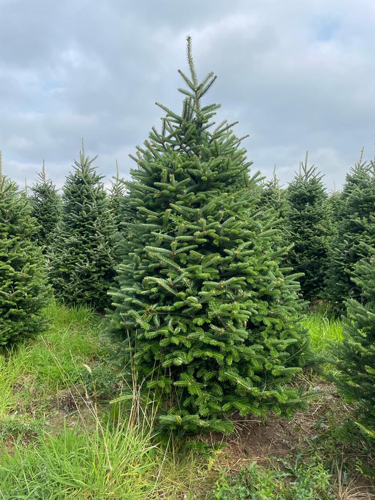 Buy a real Christmas tree this Festive season, click here and order a Nordmann Fir Tree this Christmas from JDS Gardening
