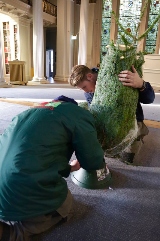 Real Commercial Christmas Tree Delivery in the UK, click and buy now!