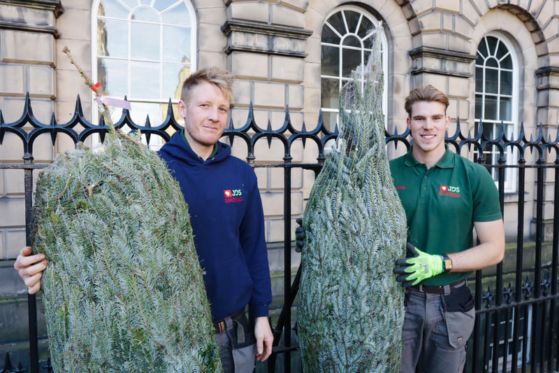 Commercial Fraser Fir Christmas Trees delivered across the UK, click her and order delivery online.