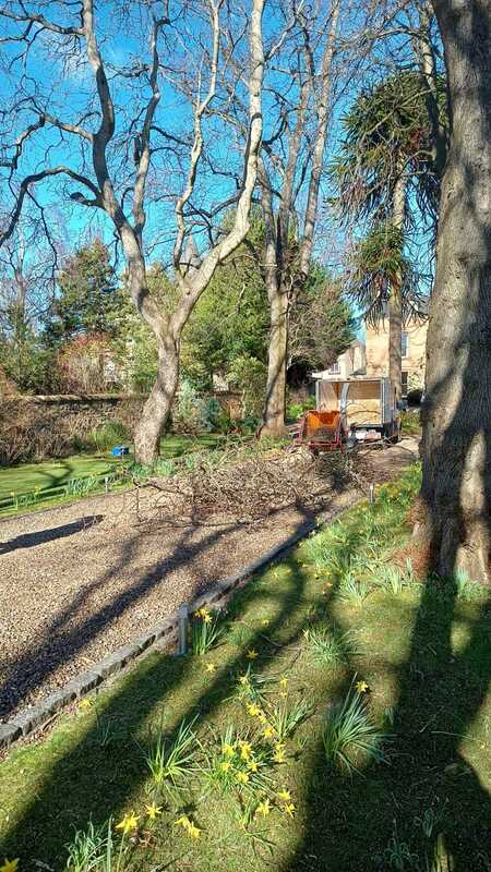  Tree surgery services in Edinburgh by JDS Gardening, click here and book online