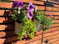 Buy garden ready pre planted flower pots and baskets online from JDS Gardening Services