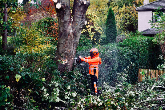 Tree removal services in Edinburgh by JDS Gardening, click here.