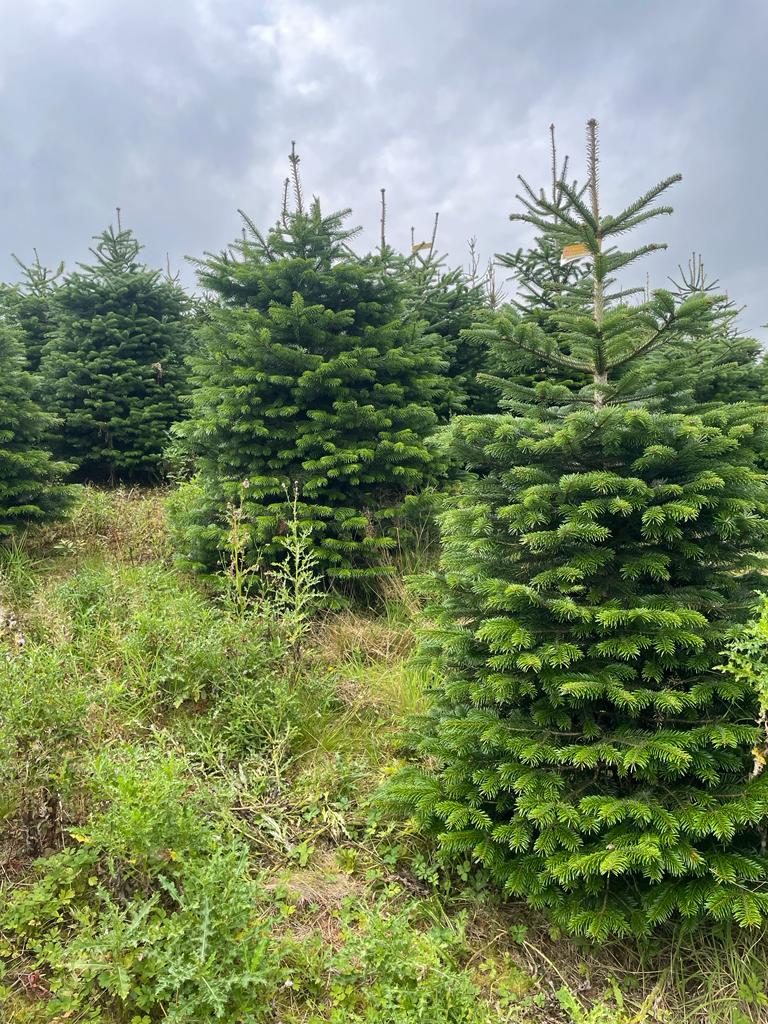 Would you like a real Christmas Tree Delivered in Edinburgh this year? click here