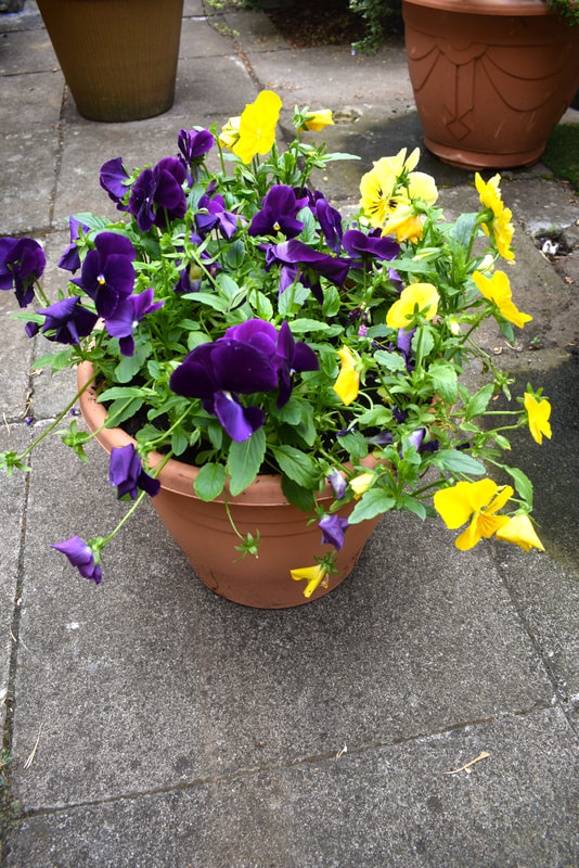 Buy garden ready plant pots online from JDS Gardening