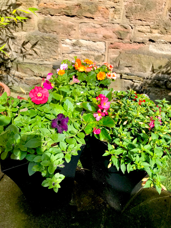 Buy pre planted flared planters online for UK delivery, click here