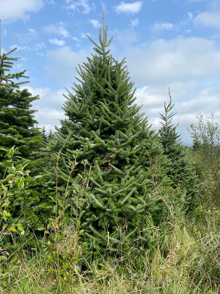 Real Fraser and Nordmann Fir Christmas Trees Delivered throughout Glasgow, click here and order a Christmas Tree Online