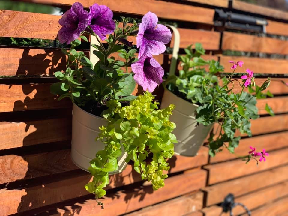 JDS Garden ready planters, baskets & window boxes online