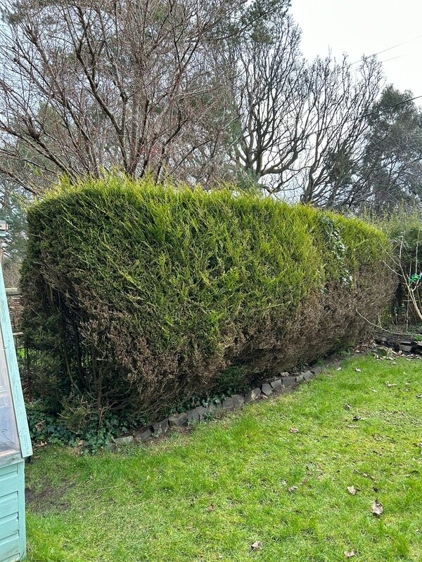 Hedge removal in Wardie Edinburgh by JDS Gardening Services, click here for a hedge removal quote in Edinburgh