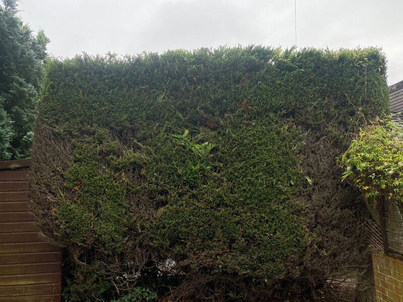 Do your garden hedges need a tidy up? click here for a hedge tidy up quote in the Edinburgh area from JDS Gardening Services