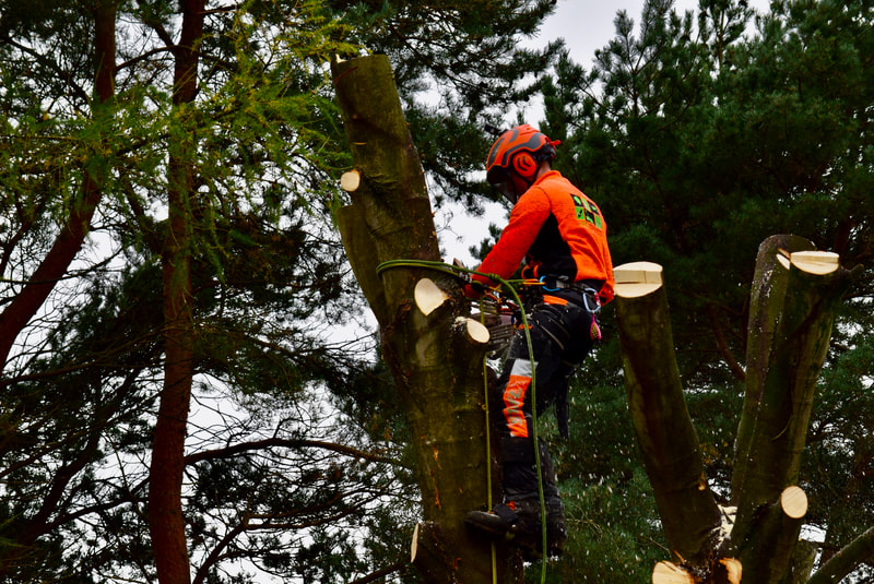 Tree removal services in Edinburgh JDS Gardening, click here.