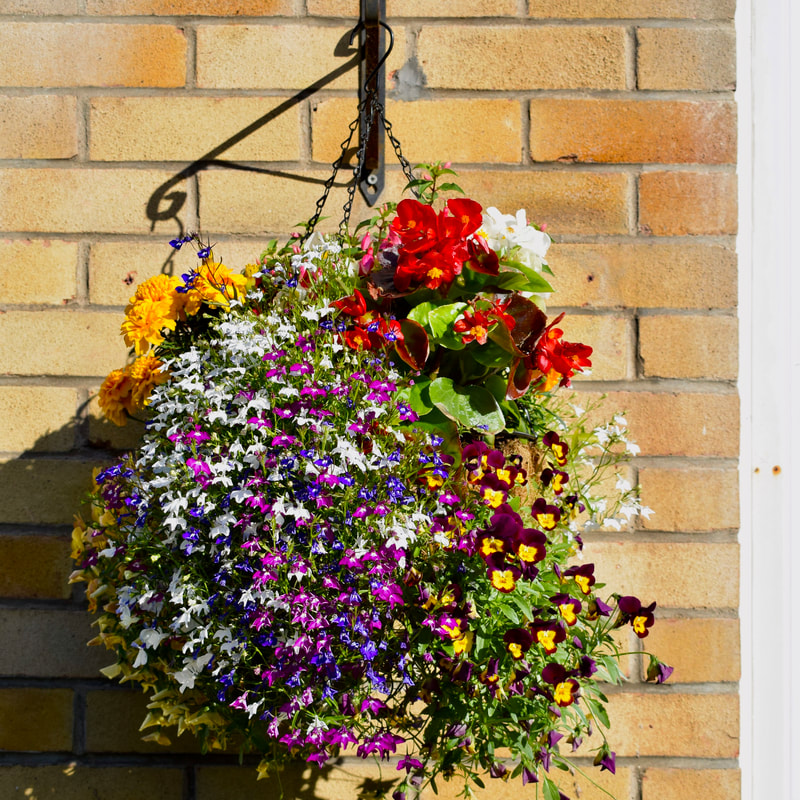 Hanging wall baskets for sale online UK
