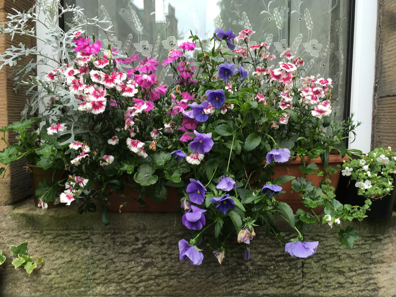 Buy ready flowering window boxes online for UK delivery