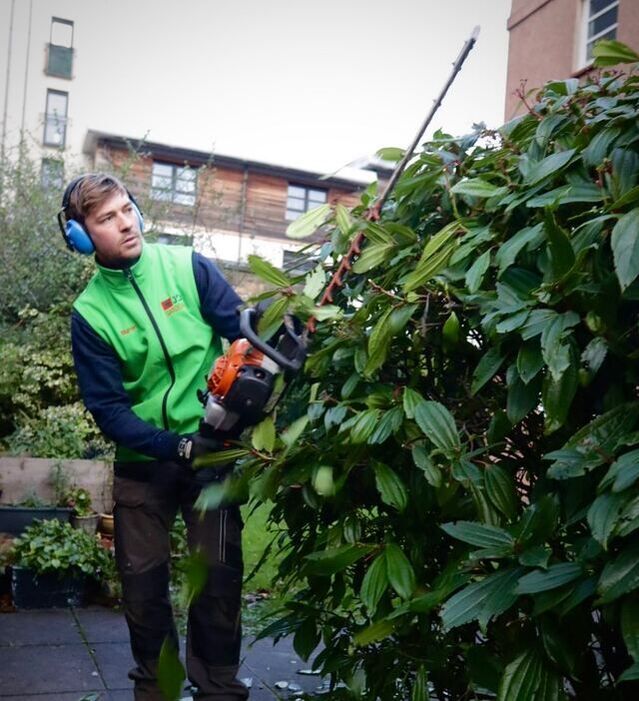 Hedge cutting, trimming and removal in Edinburgh by JDS Gardening