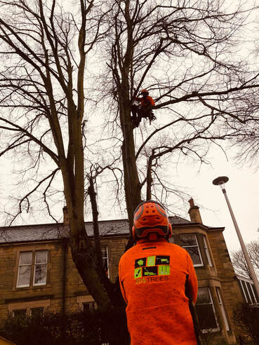Tree surveys in Edinburgh and Midlothian by JDS Gardening