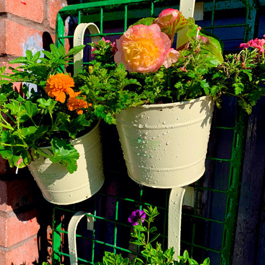 Order hook fence planter delivery online from JDS Gardening, click here