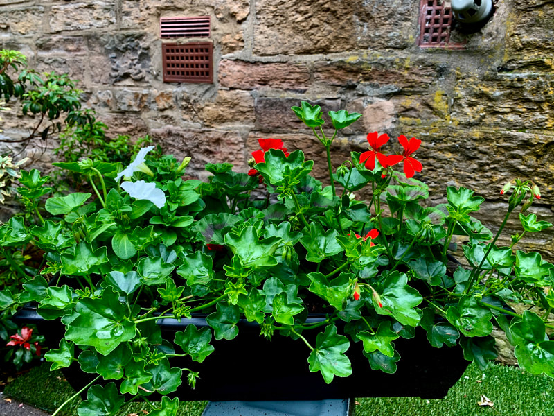 Buy pre-planted window boxes online for UK delivery