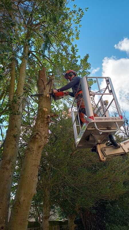 Tree surgery services services in Edinburgh by JDS Gardening, click here for an online quote