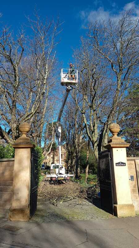 Tree reduction and maintenance in Edinburgh by JDS Gardening, click here and book online