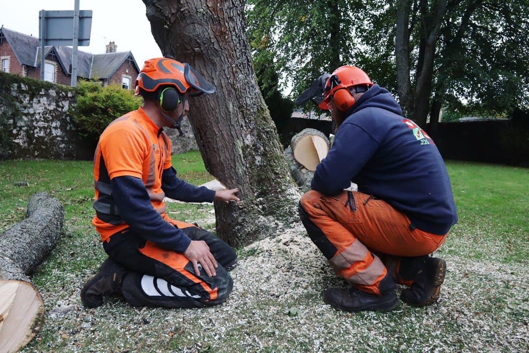 Tree removal service in Edinburgh by JDS Gardening, click here for a tree surgery quote in Edinburgh, East Lothian or Midlothian from JDS Gardening Services